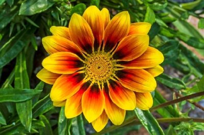 Gazania Flower 