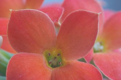 Rote Kalanchoe