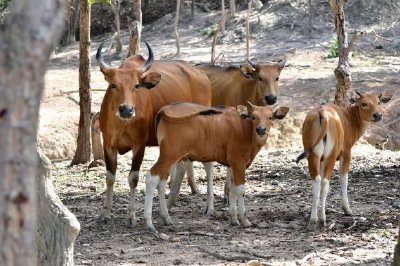 Banteng