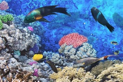 Coral e peixes no Mar Vermelho