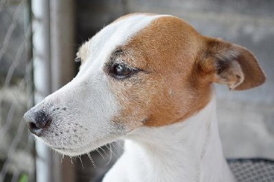 Un chien de près