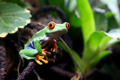 Rotäugiger Laubfrosch