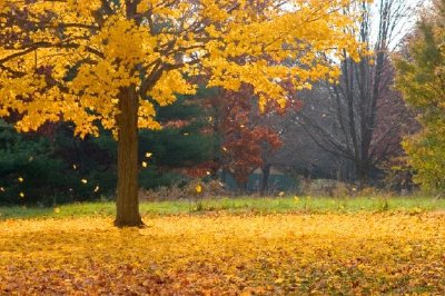 Feuilles tombantes