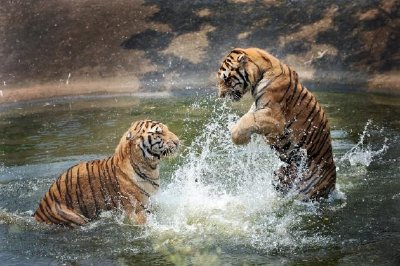 Tigres brincando na água