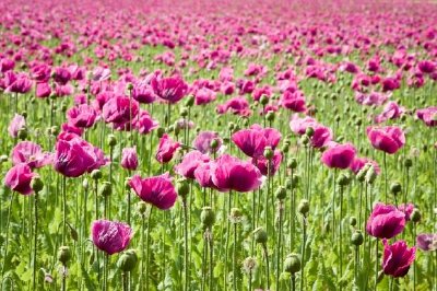 Purple Poppy Field
