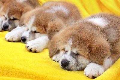 眠っている若い子犬