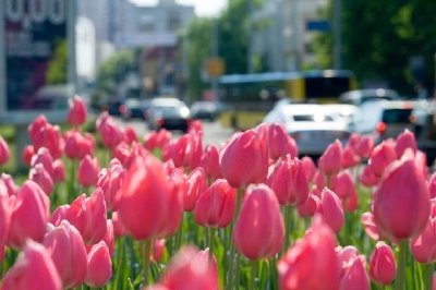 Rote Tulpen in der Stadt