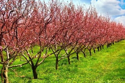 Fruit Orchard