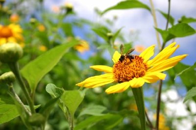 Sonnenblume mit Biene