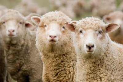 Três ovelhas