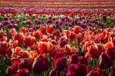 Tulip Farm