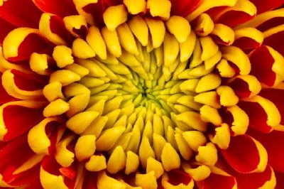 Fiore giallo della dalia