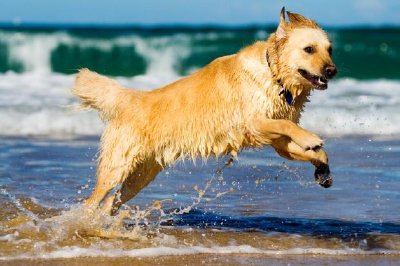 Golden Retriever saltando en el agua