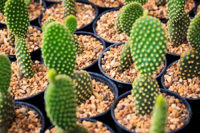 Cacti jigsaw puzzle