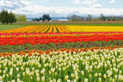 Tulips jigsaw puzzle