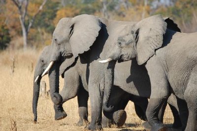 פאזל של משפחת פילים בפארק הלאומי הוואנג ', זימבבואה
