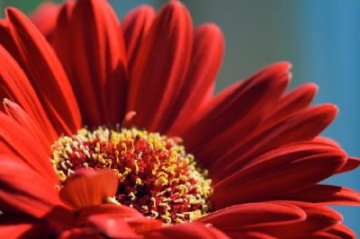 Flor de gerbera