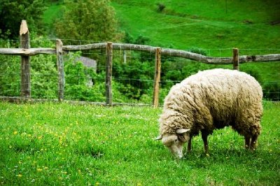 פאזל של כבשים רועות