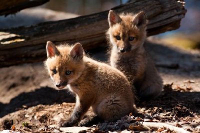 Red Foxes jigsaw puzzle
