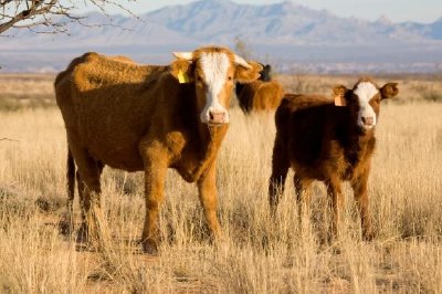 Vacas en el campo abierto