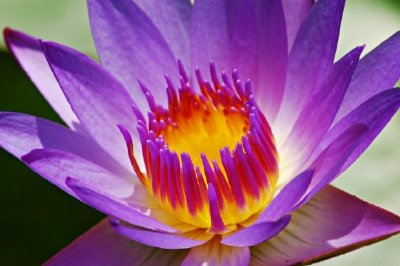 Water Lily jigsaw puzzle