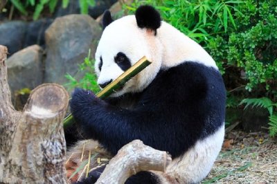 Jättepanda som äter bambu