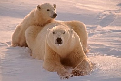 Dos osos polares