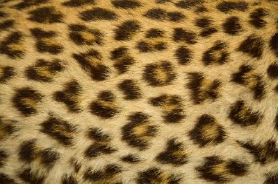 Leopardenfell-Textur
