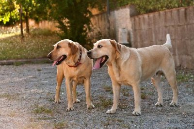 Hunde bewachen