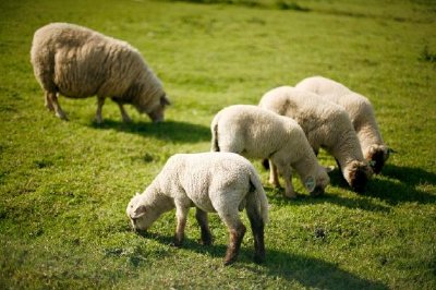 פאזל של כבשים בשדה