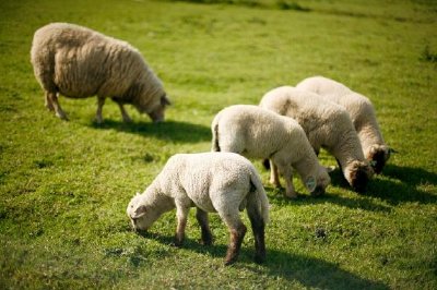 Moutons dans le champ