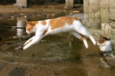Скачаща котка