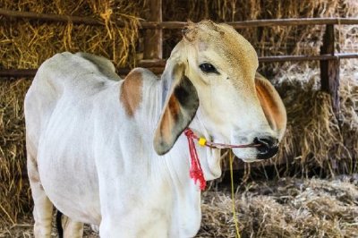 Vache blanche