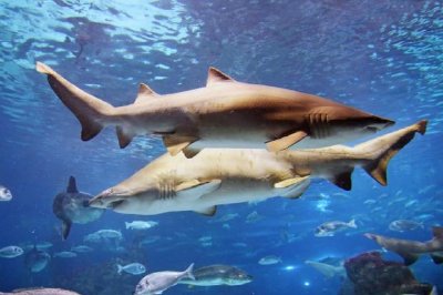 Tiburones en el océano