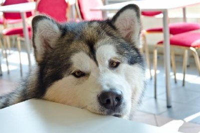 Malamute do Alasca na cafeteria