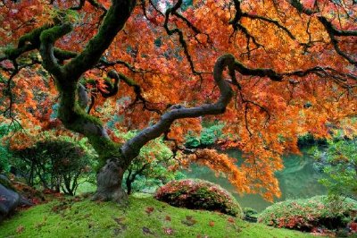 Arce rojo, jardín japonés