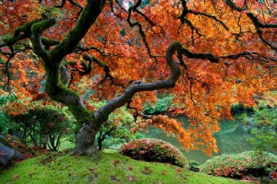 Érable rouge, jardin japonais