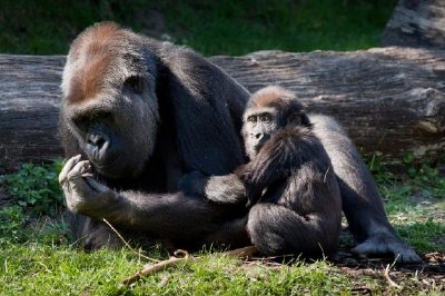 Familia de gorila