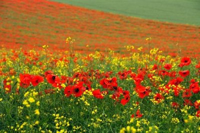 Campo di papaveri