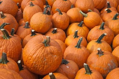 Pumpkins jigsaw puzzle