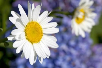 White Daisy