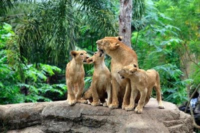 Famiglia di leoni