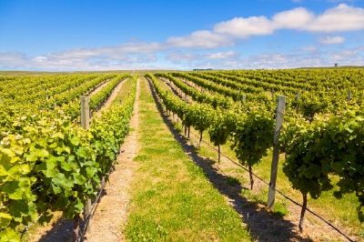 País del vino de Nueva Zelanda