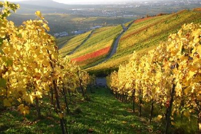 Vignoble en automne