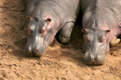 Hippopotamus Pair