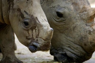 Rhinocéros blancs