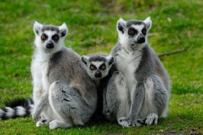 En familj av ring-tailed lemurer