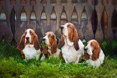 Group of Basset Hounds Sitting on the Grass jigsaw puzzle