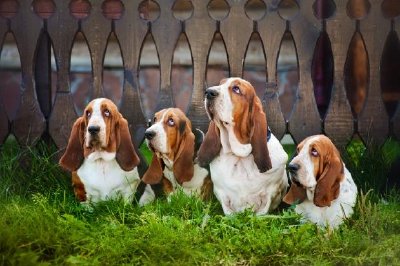 Grupp av Basset Hounds sitter på gräset