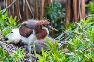 Fluffy Heron Chick jigsaw puzzle
